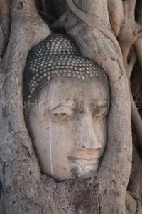 Buddha Head Tree, Thailand - Original Prints, 1/20 Edition